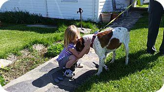 Leia, an adoptable Hound in Westminster, MD, 21158 | Photo Image 3