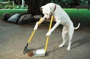 A Perfect Dog., Adult Male unknown