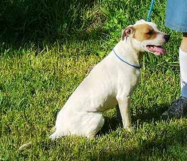 Bertha, an adoptable Terrier, Catahoula Leopard Dog in Slidell, LA, 70469 | Photo Image 2