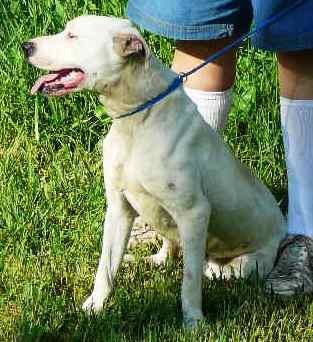 Bertha, an adoptable Terrier, Catahoula Leopard Dog in Slidell, LA, 70469 | Photo Image 3