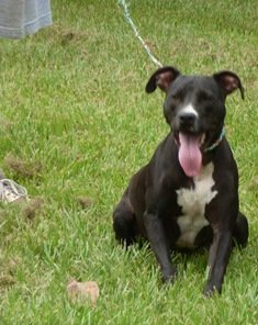 Bridget, an adoptable Labrador Retriever, Pit Bull Terrier in Slidell, LA, 70469 | Photo Image 1