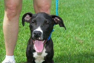 Bridget, an adoptable Labrador Retriever, Pit Bull Terrier in Slidell, LA, 70469 | Photo Image 2