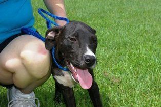 Bridget, an adoptable Labrador Retriever, Pit Bull Terrier in Slidell, LA, 70469 | Photo Image 3