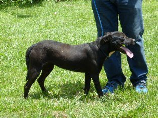 Lil Girl, an adoptable Black Labrador Retriever in Slidell, LA, 70469 | Photo Image 1