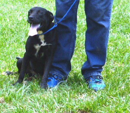 Lil Girl, an adoptable Black Labrador Retriever in Slidell, LA, 70469 | Photo Image 2
