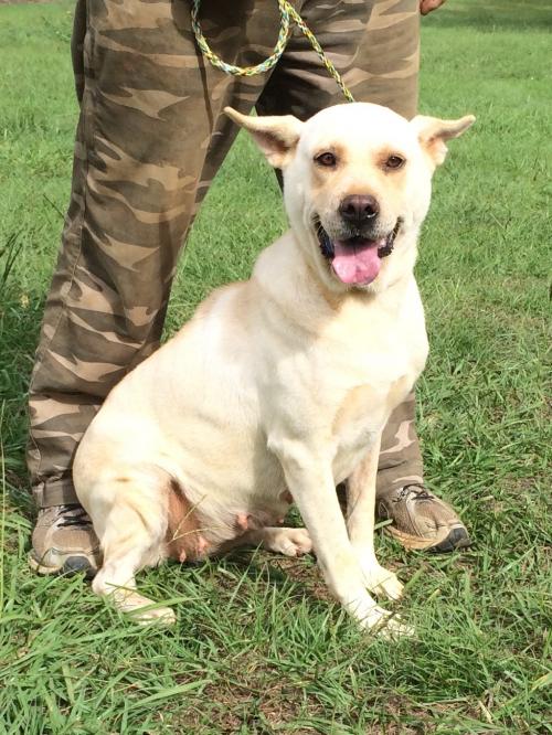 Dog For Adoption Zoey A Yellow Labrador Retriever