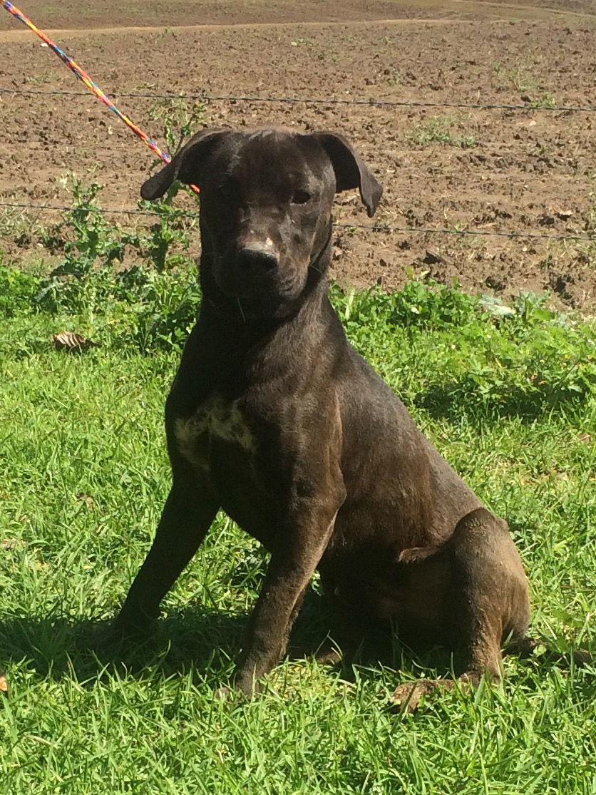 King, an adoptable Pit Bull Terrier in Slidell, LA, 70469 | Photo Image 1