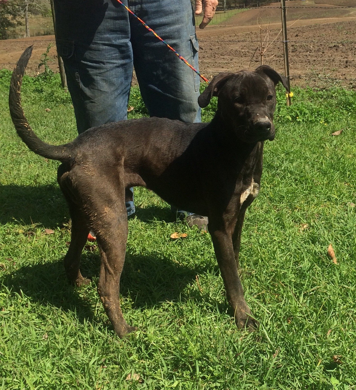 King, an adoptable Pit Bull Terrier in Slidell, LA, 70469 | Photo Image 2