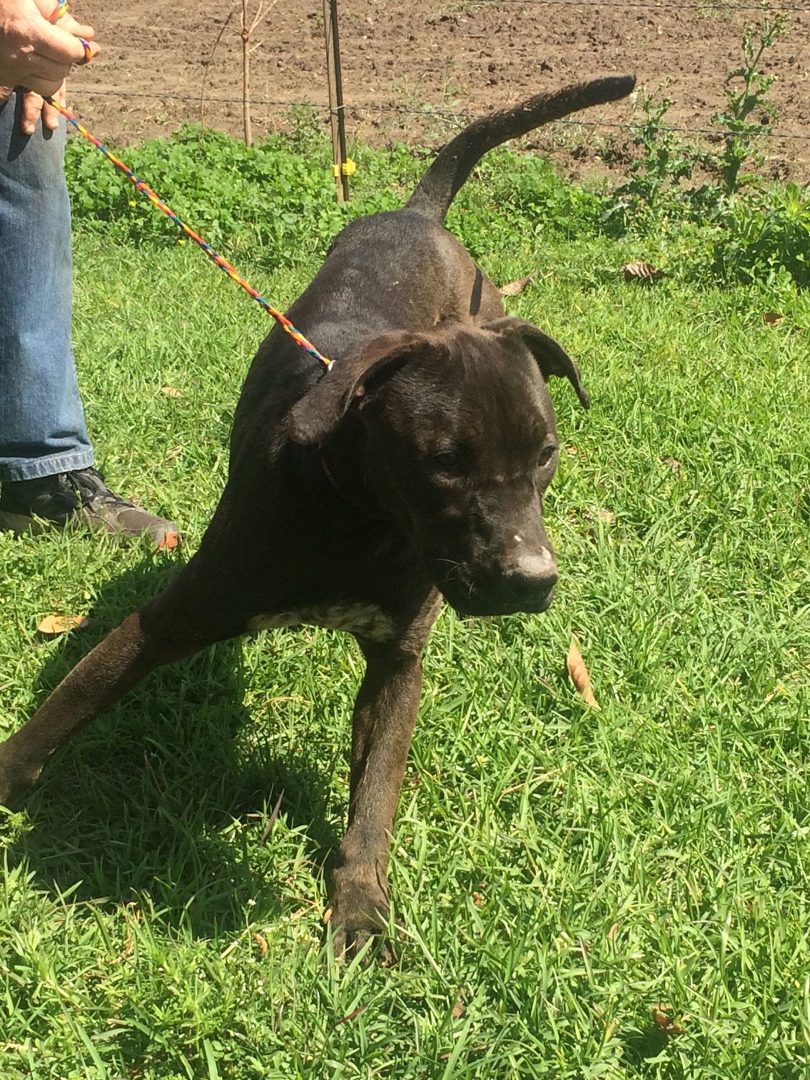 King, an adoptable Pit Bull Terrier in Slidell, LA, 70469 | Photo Image 3