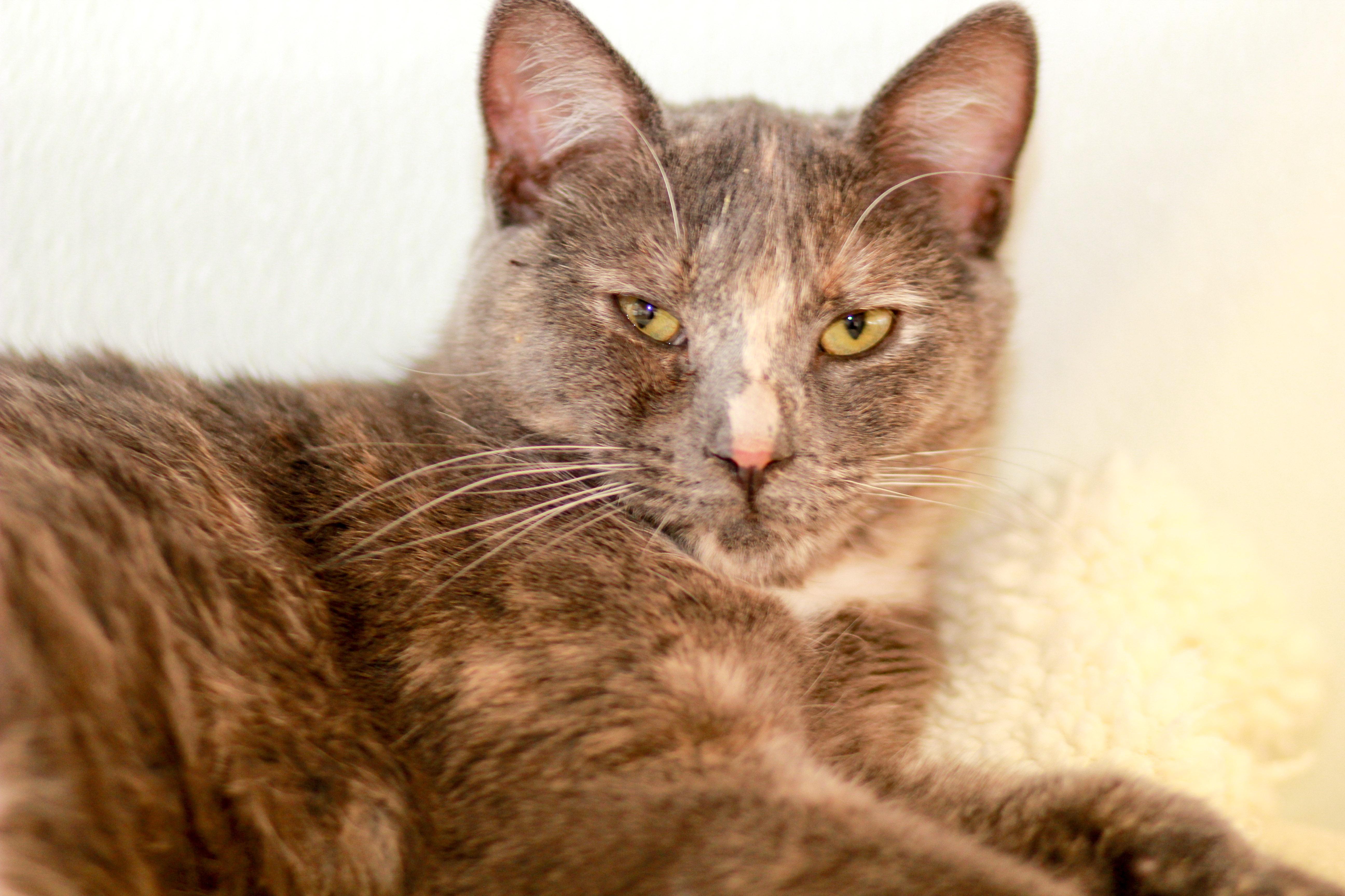 Lolly, an adoptable Domestic Short Hair in Berlin, MD, 21811 | Photo Image 1