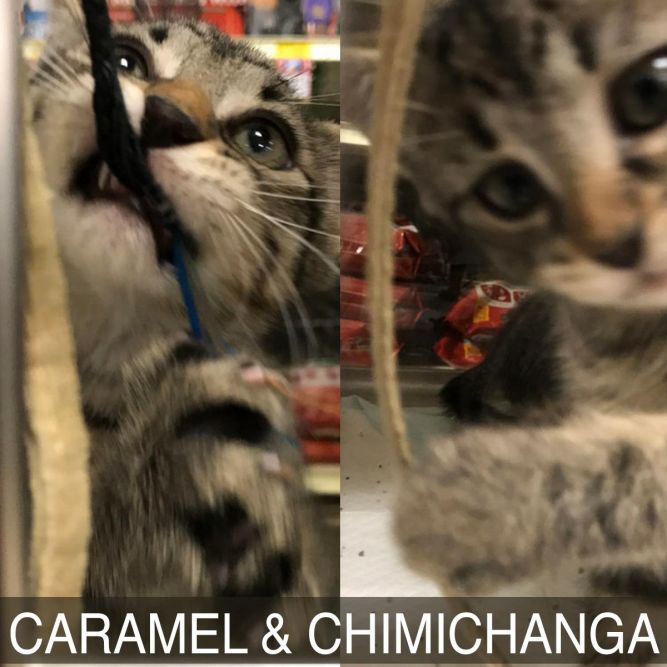 Chimichanga and Caramel L