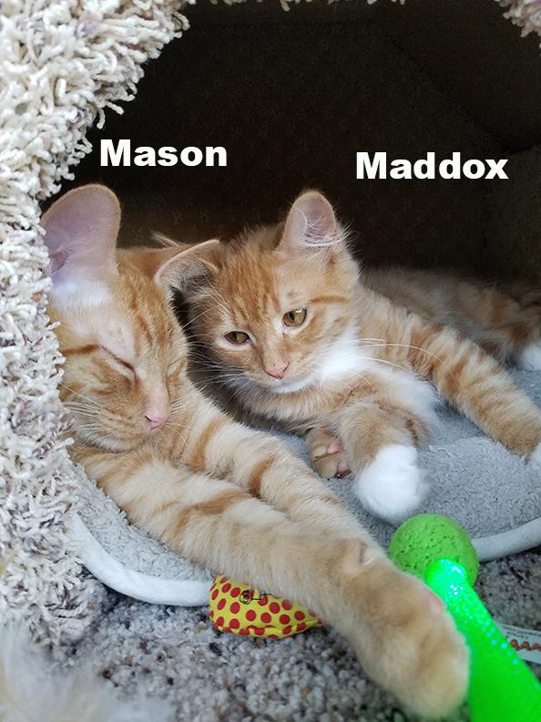 Maddox, an adoptable Tabby, Domestic Medium Hair in Redwood City, CA, 94062 | Photo Image 3