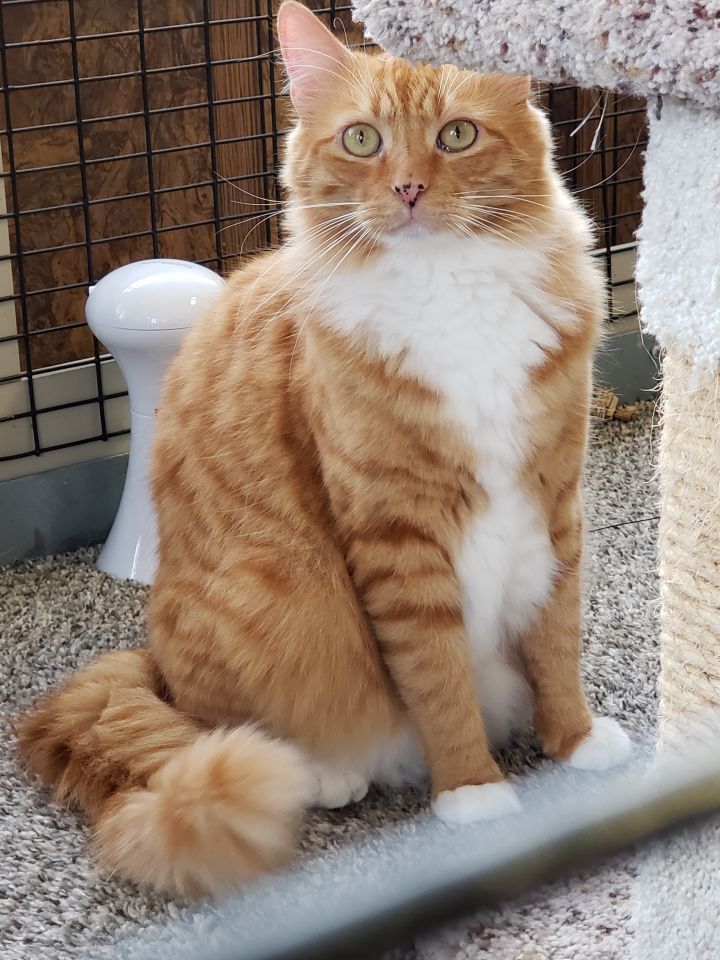 Medium haired hot sale orange tabby cat