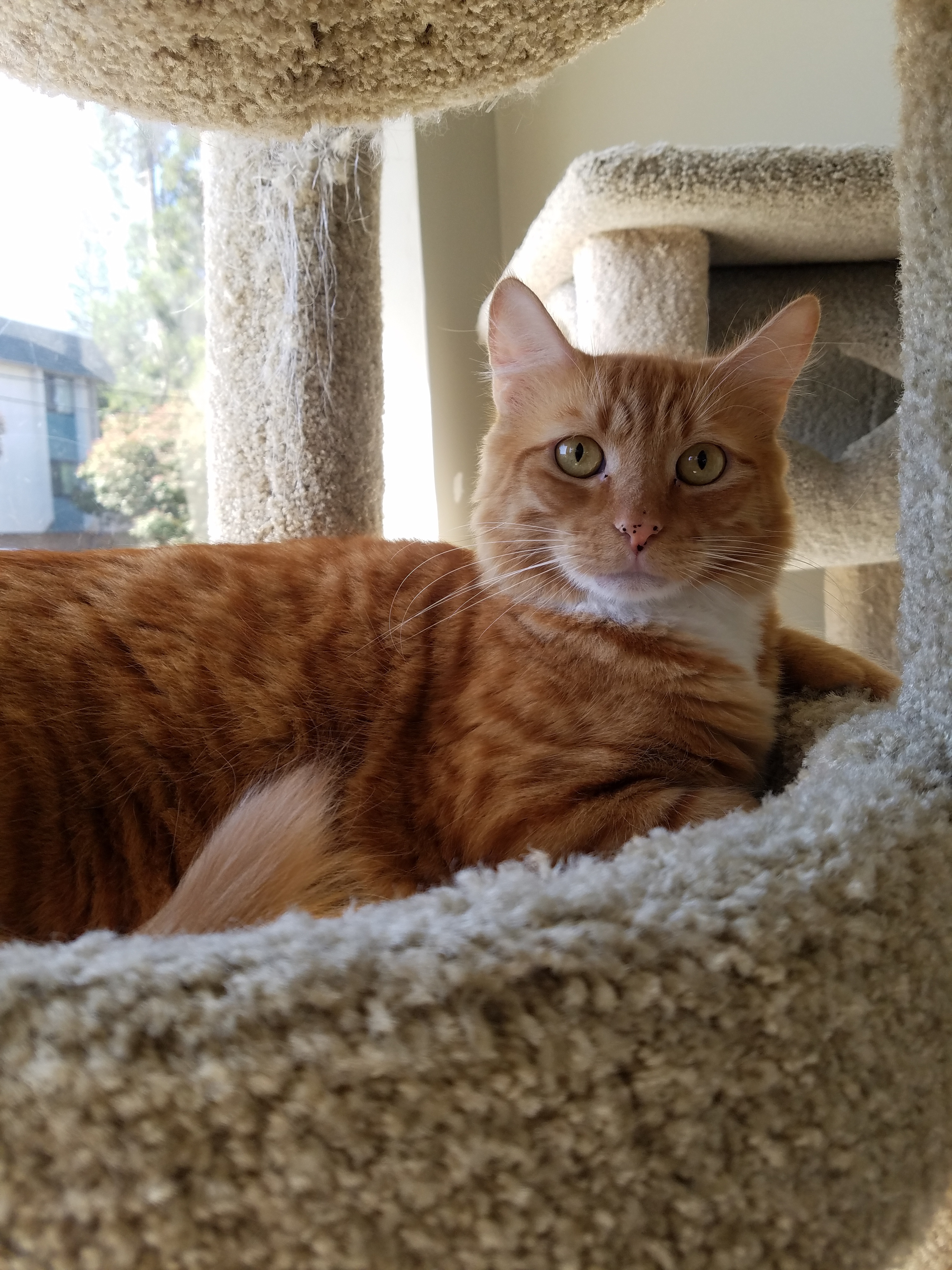 Maddox, an adoptable Tabby, Domestic Medium Hair in Redwood City, CA, 94062 | Photo Image 5