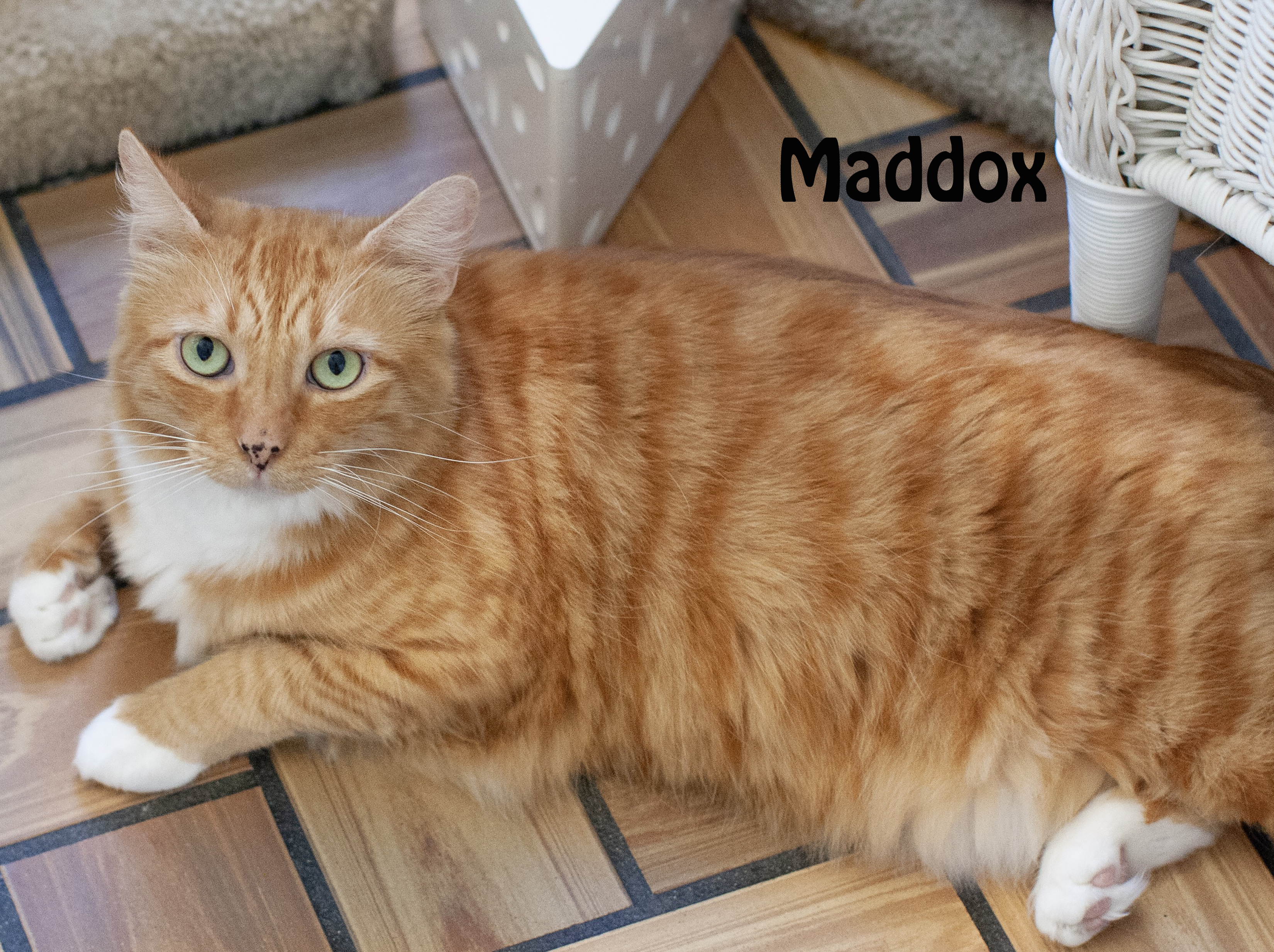 Maddox, an adoptable Tabby, Domestic Medium Hair in Redwood City, CA, 94062 | Photo Image 6