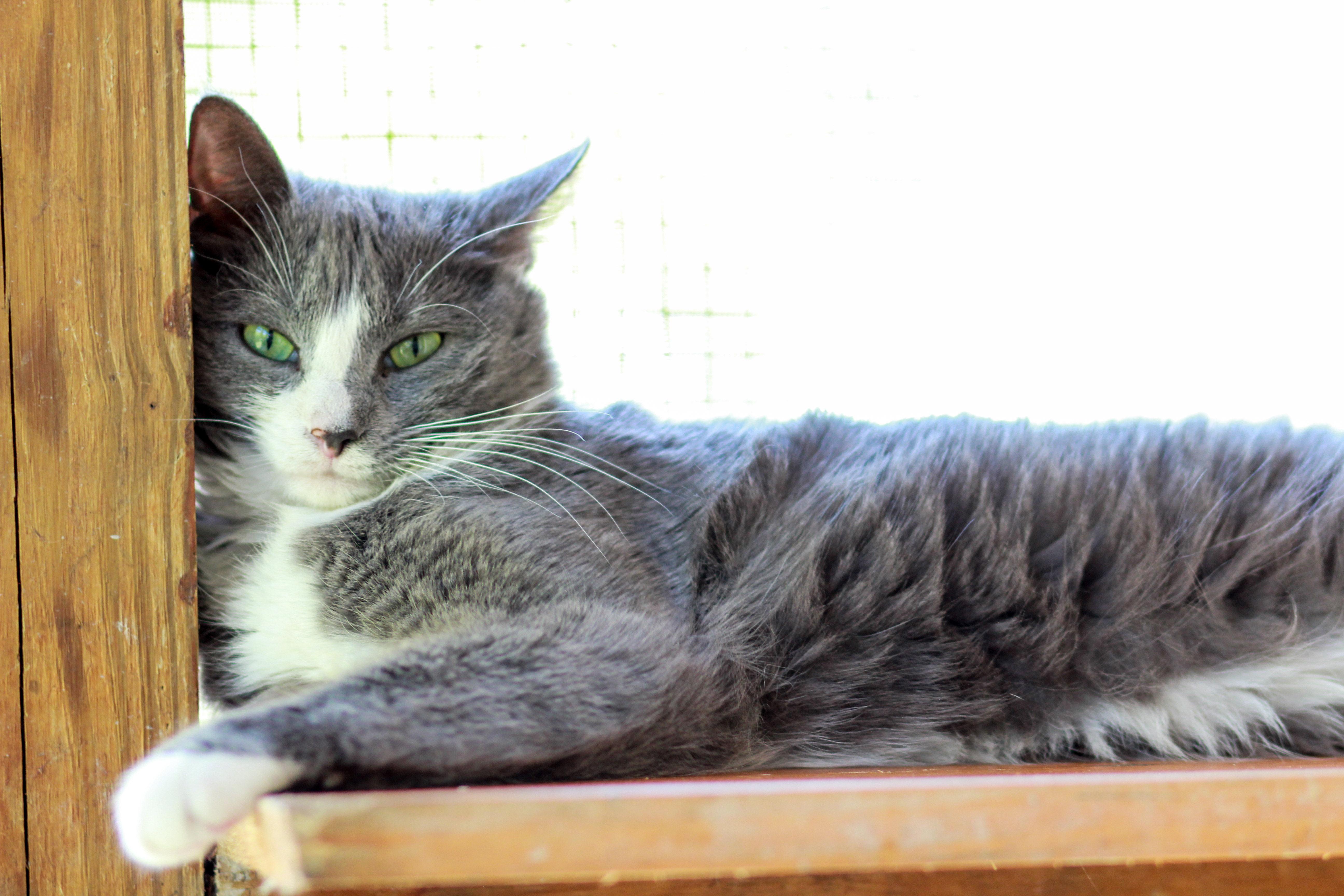 Emma, an adoptable Domestic Short Hair in Berlin, MD, 21811 | Photo Image 1