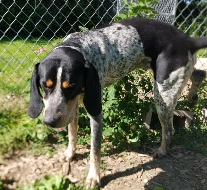 RIDLEY, an adoptable Coonhound in Terre Haute, IN, 47803 | Photo Image 2