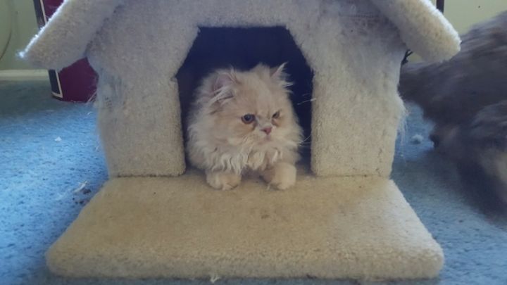 Cat For Adoption Garfield A Persian In Westfield Nj Petfinder