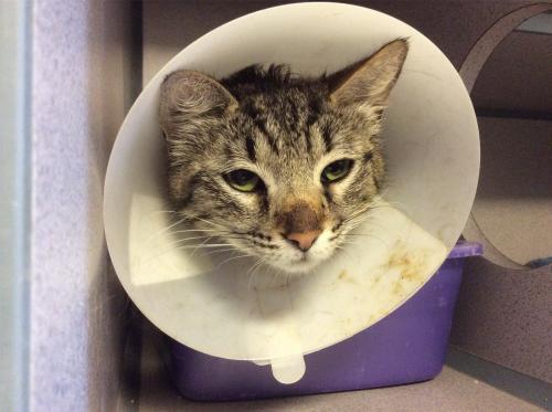 I1273210, an adoptable American Shorthair in Pomona, CA, 91766 | Photo Image 1