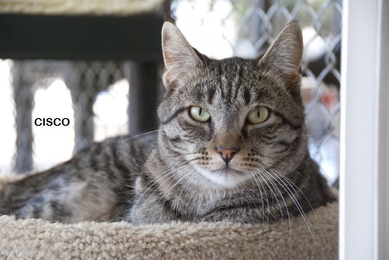 Cisco, an adoptable Domestic Short Hair, Tabby in Seal Beach, CA, 90740 | Photo Image 1