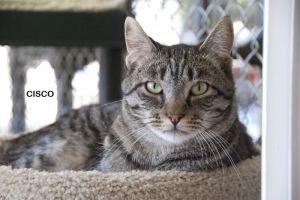 Cisco, Adult Male unknown