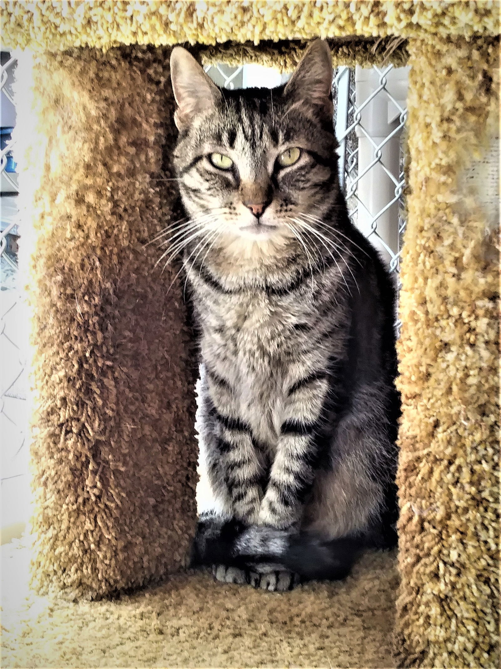 Cisco, an adoptable Domestic Short Hair, Tabby in Seal Beach, CA, 90740 | Photo Image 2