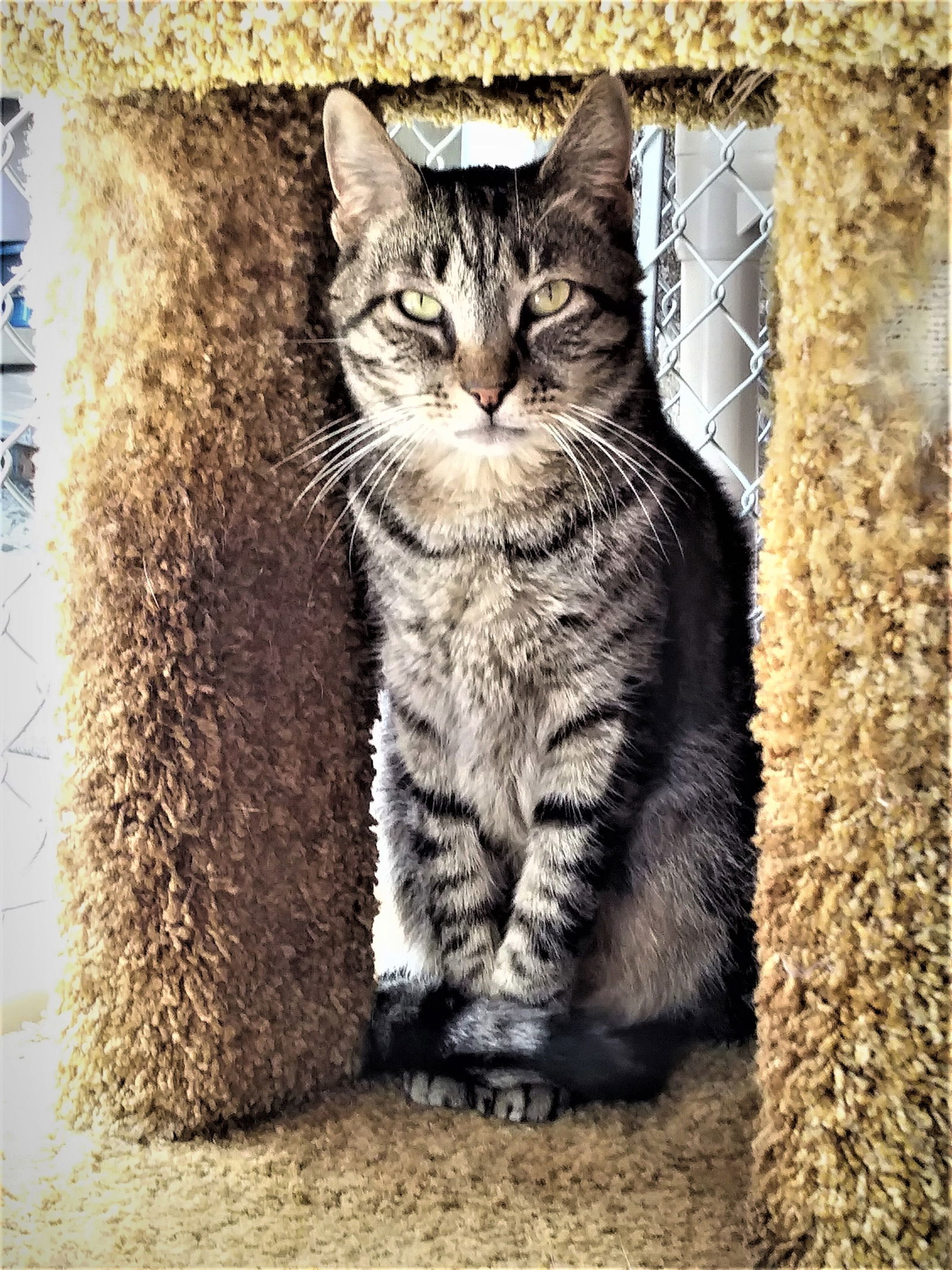Cisco