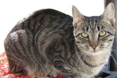 Cisco, an adoptable Domestic Short Hair, Tabby in Seal Beach, CA, 90740 | Photo Image 3