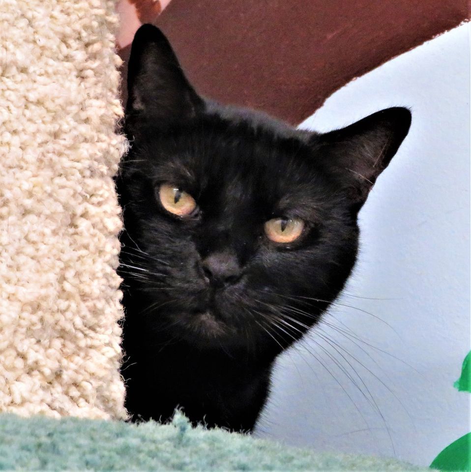 Lambchop, an adoptable Domestic Short Hair in Seal Beach, CA, 90740 | Photo Image 1