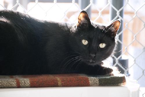 Lambchop, an adoptable Domestic Short Hair in Seal Beach, CA, 90740 | Photo Image 2