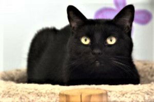 Lambchop, an adoptable Domestic Short Hair in Seal Beach, CA, 90740 | Photo Image 3