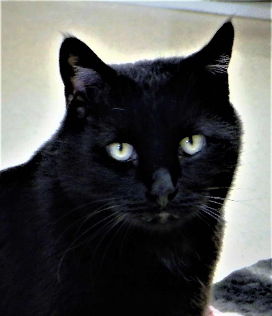 Louie, an adoptable Domestic Short Hair in Seal Beach, CA, 90740 | Photo Image 1