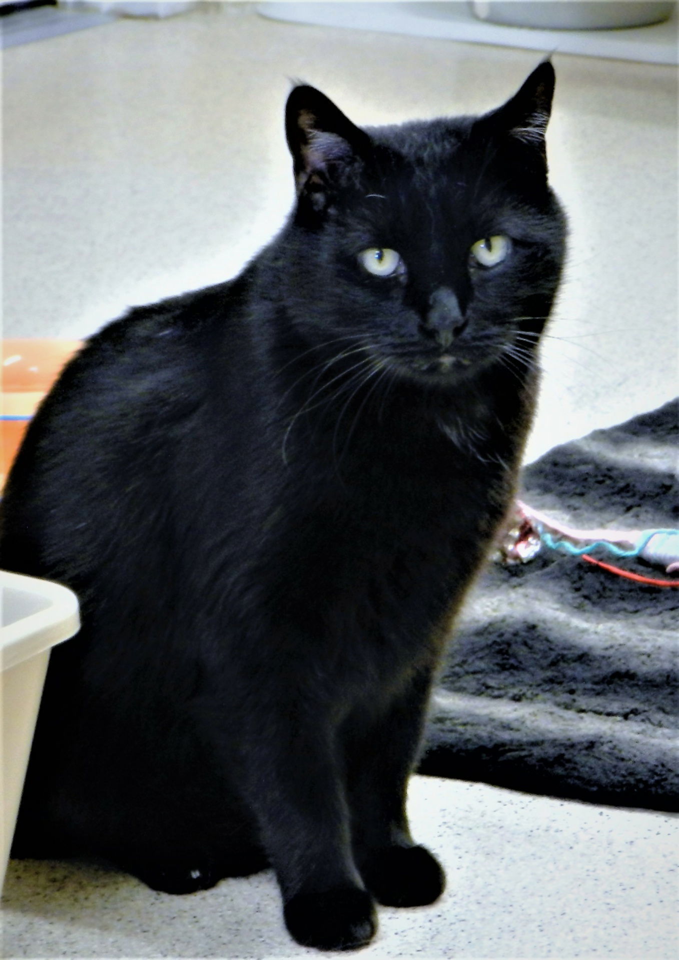 Louie, an adoptable Domestic Short Hair in Seal Beach, CA, 90740 | Photo Image 2