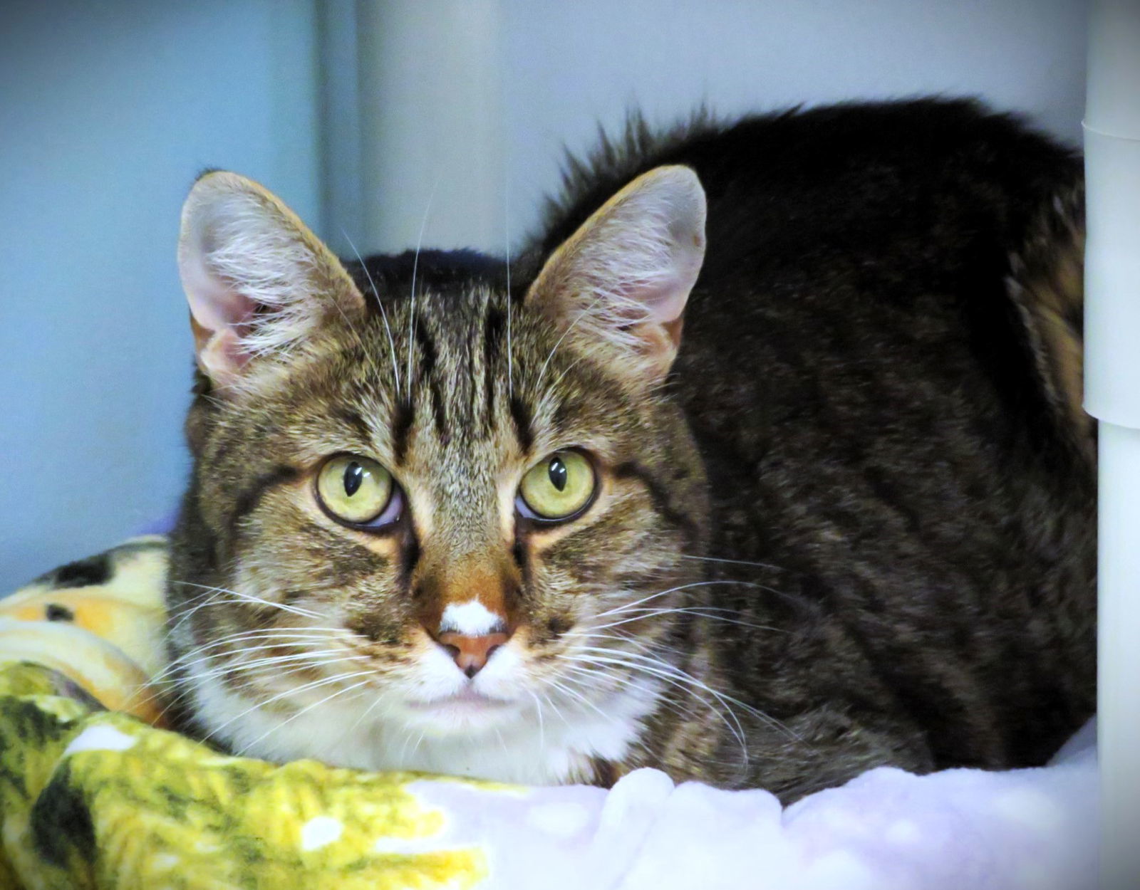 Gretzky, an adoptable Domestic Short Hair in Seal Beach, CA, 90740 | Photo Image 1