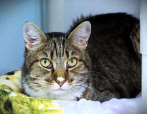 Gretzky, Adult Male unknown