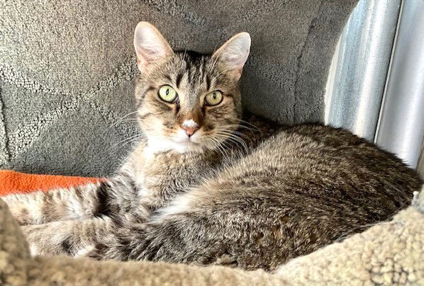 Gretzky, an adoptable Domestic Short Hair in Seal Beach, CA, 90740 | Photo Image 2