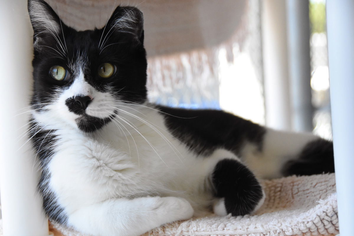 Indiana, an adoptable Domestic Short Hair in Seal Beach, CA, 90740 | Photo Image 1