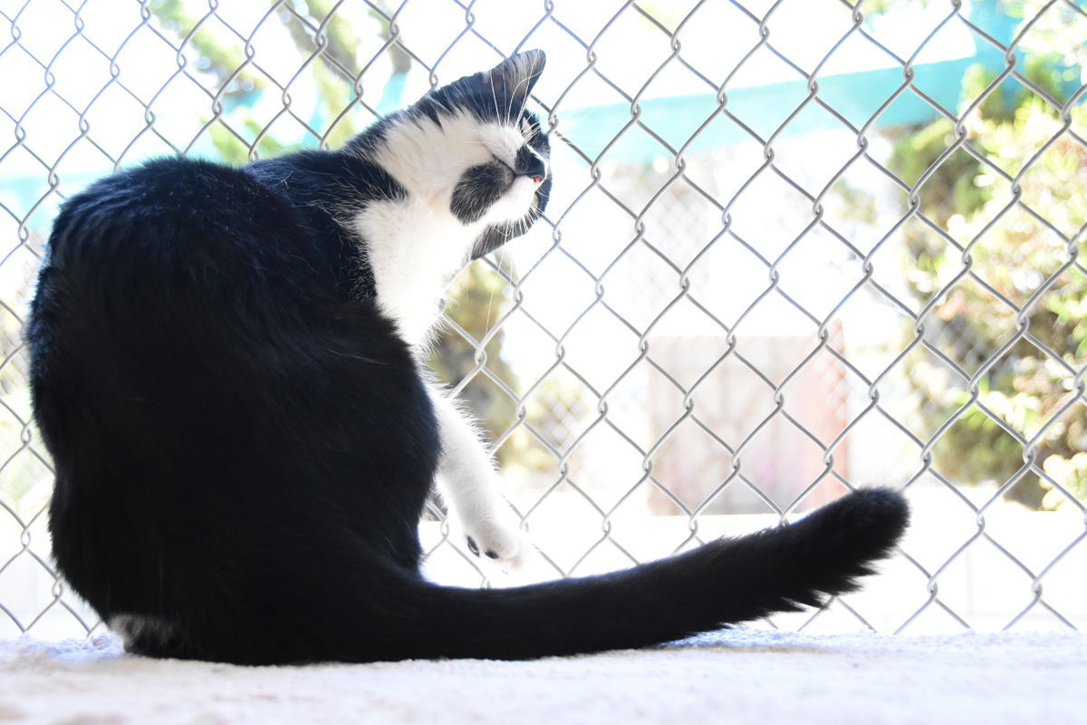 Indiana, an adoptable Domestic Short Hair in Seal Beach, CA, 90740 | Photo Image 3