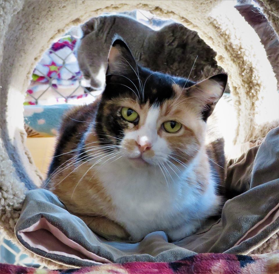 Yael, an adoptable Calico in Seal Beach, CA, 90740 | Photo Image 1