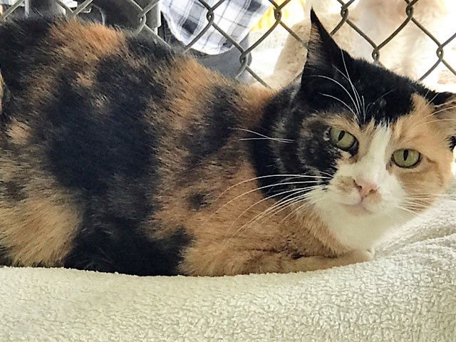 Yael, an adoptable Calico in Seal Beach, CA, 90740 | Photo Image 2