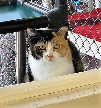 Yael, an adoptable Calico in Seal Beach, CA, 90740 | Photo Image 3