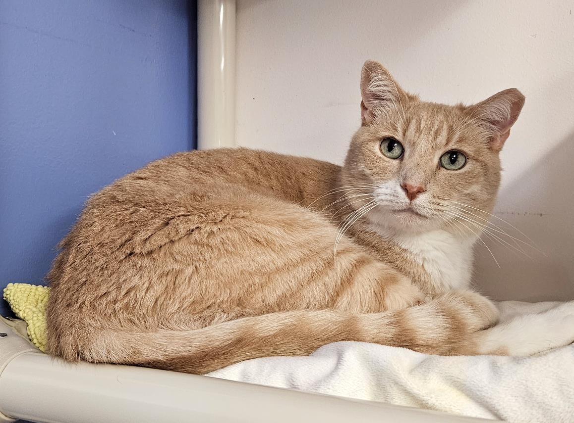 Beamer, an adoptable Domestic Short Hair in Seal Beach, CA, 90740 | Photo Image 1