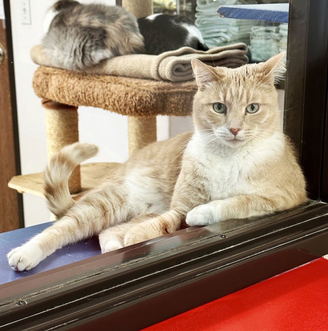 Beamer, an adoptable Domestic Short Hair in Seal Beach, CA, 90740 | Photo Image 2