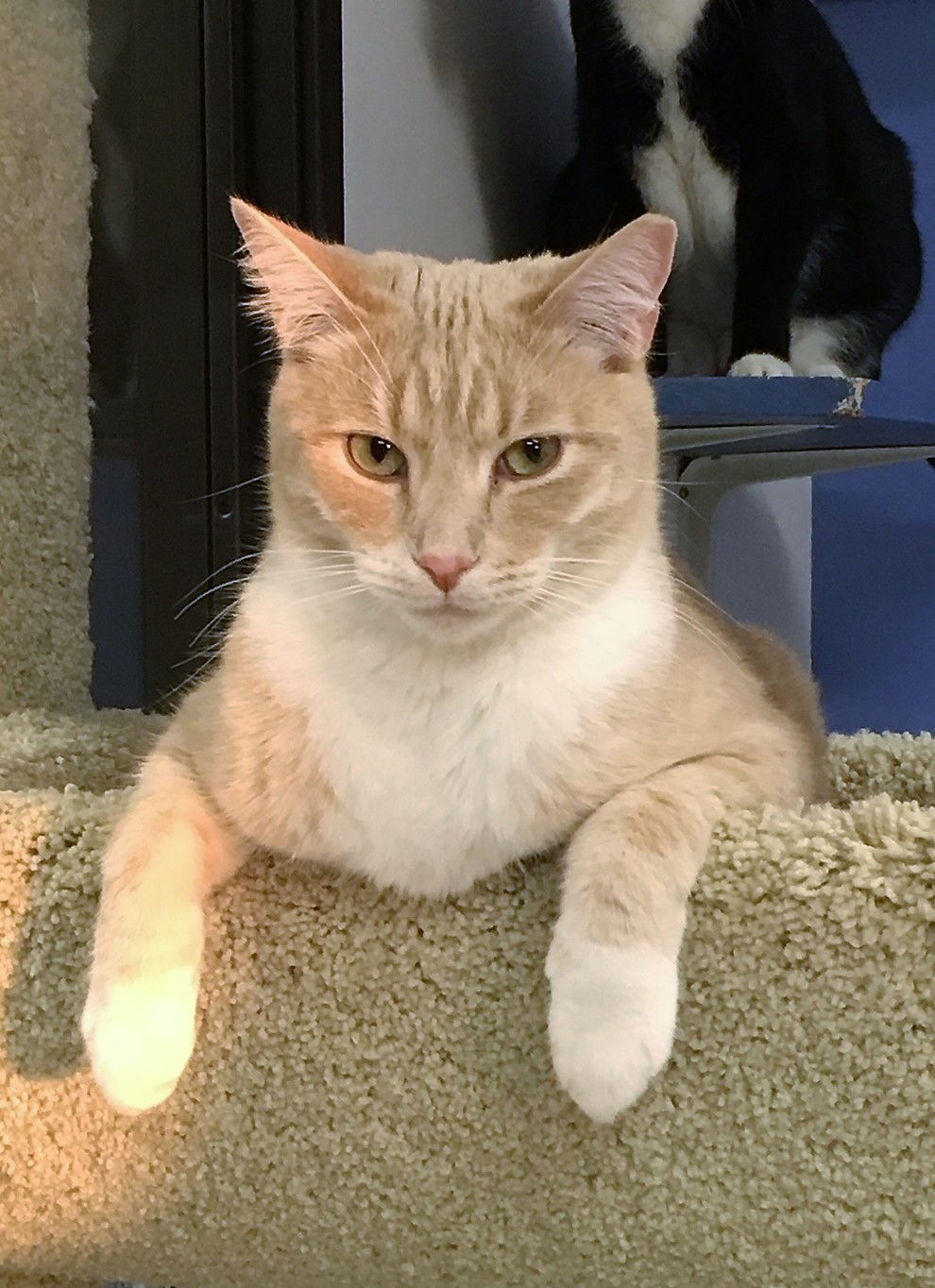 Beamer, an adoptable Domestic Short Hair in Seal Beach, CA, 90740 | Photo Image 2