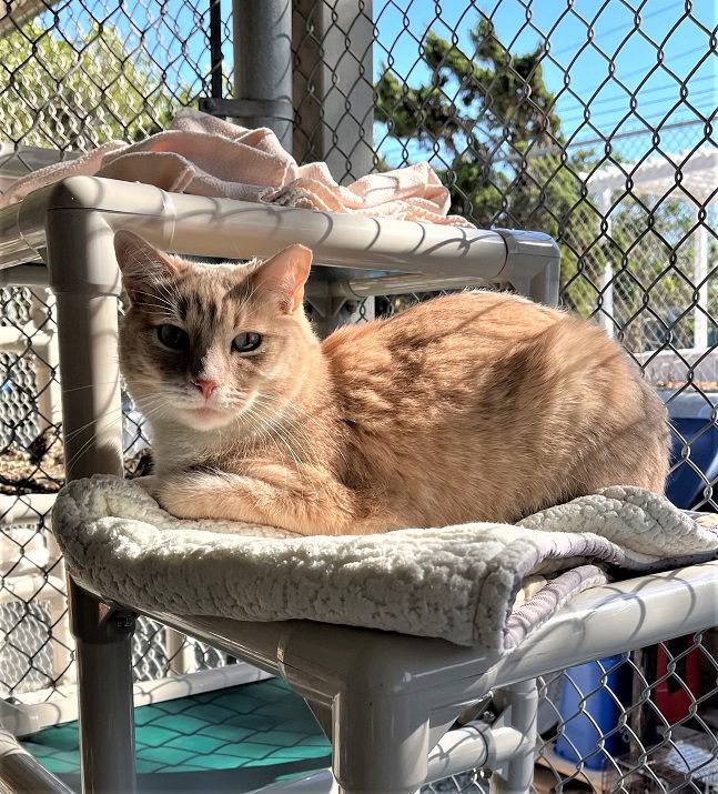 Beamer, an adoptable Domestic Short Hair in Seal Beach, CA, 90740 | Photo Image 3