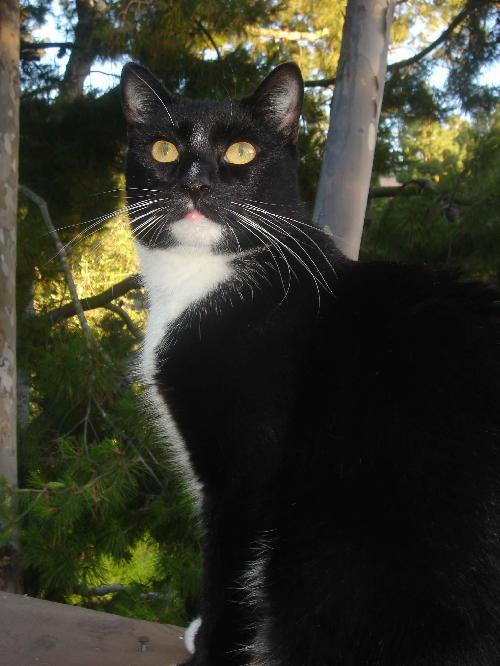 Willow, an adoptable Tuxedo in Newport Beach, CA, 92658 | Photo Image 1