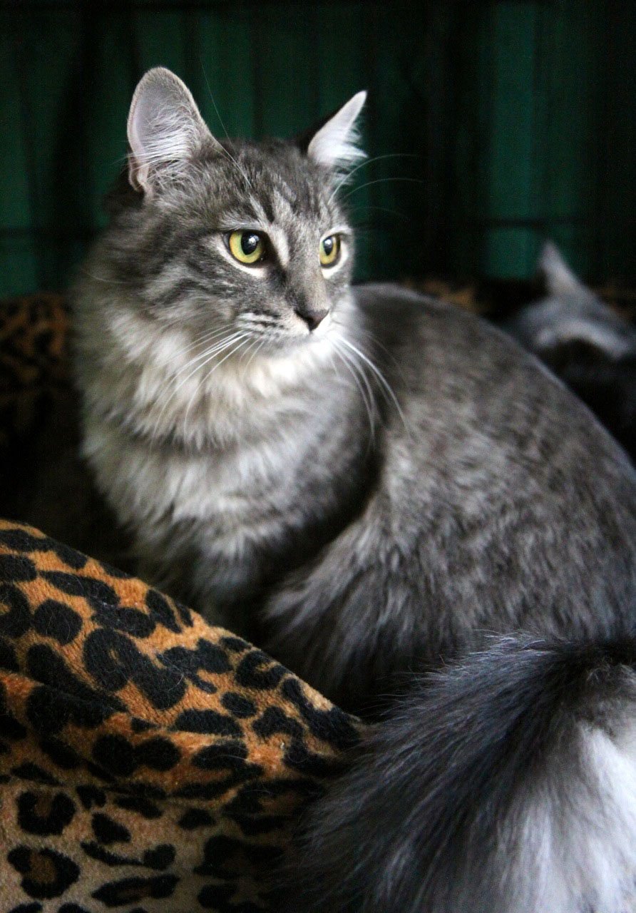 Audi, an adoptable Maine Coon in Newport Beach, CA, 92658 | Photo Image 2