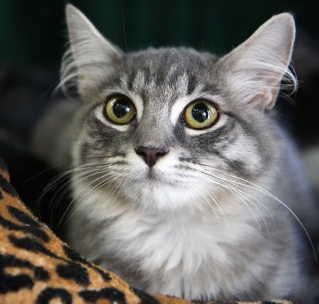 Audi, an adoptable Maine Coon in Newport Beach, CA, 92658 | Photo Image 3