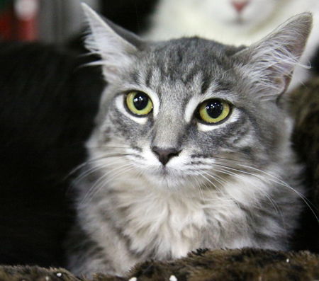 Audi, an adoptable Maine Coon in Newport Beach, CA, 92658 | Photo Image 4