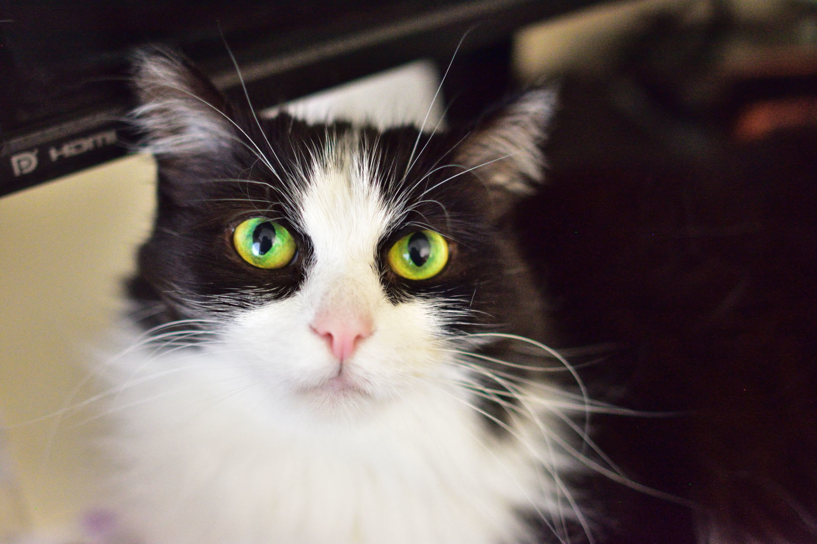 Mercedes, an adoptable Domestic Medium Hair, Maine Coon in Newport Beach, CA, 92658 | Photo Image 1